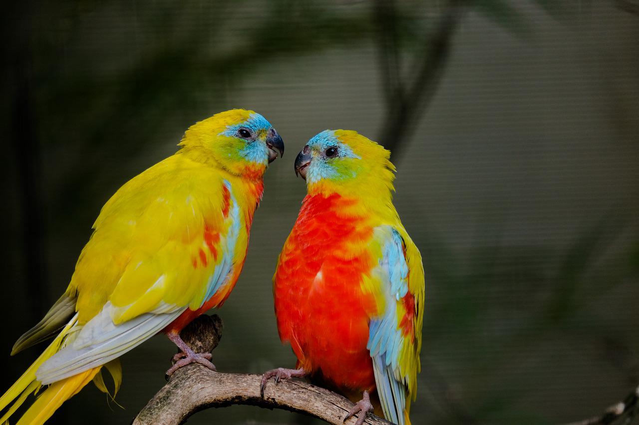 Parakeet couple